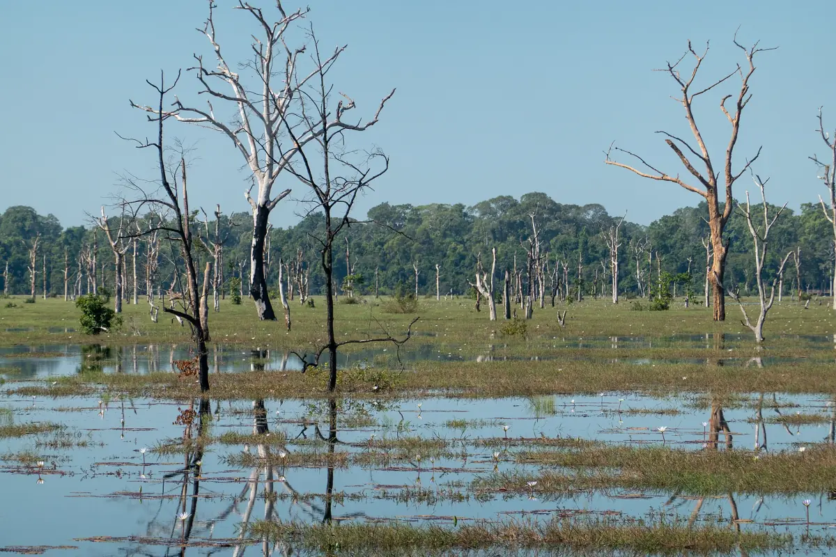 Flooded plain with bare trees near Neak Pean